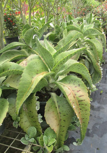 Kalanchoes Colgantes Oreja de Burro Grande