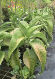 Kalanchoes Colgantes Oreja de Burro Grande