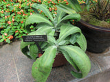 Kalanchoes Colgantes Oreja de Burro Grande